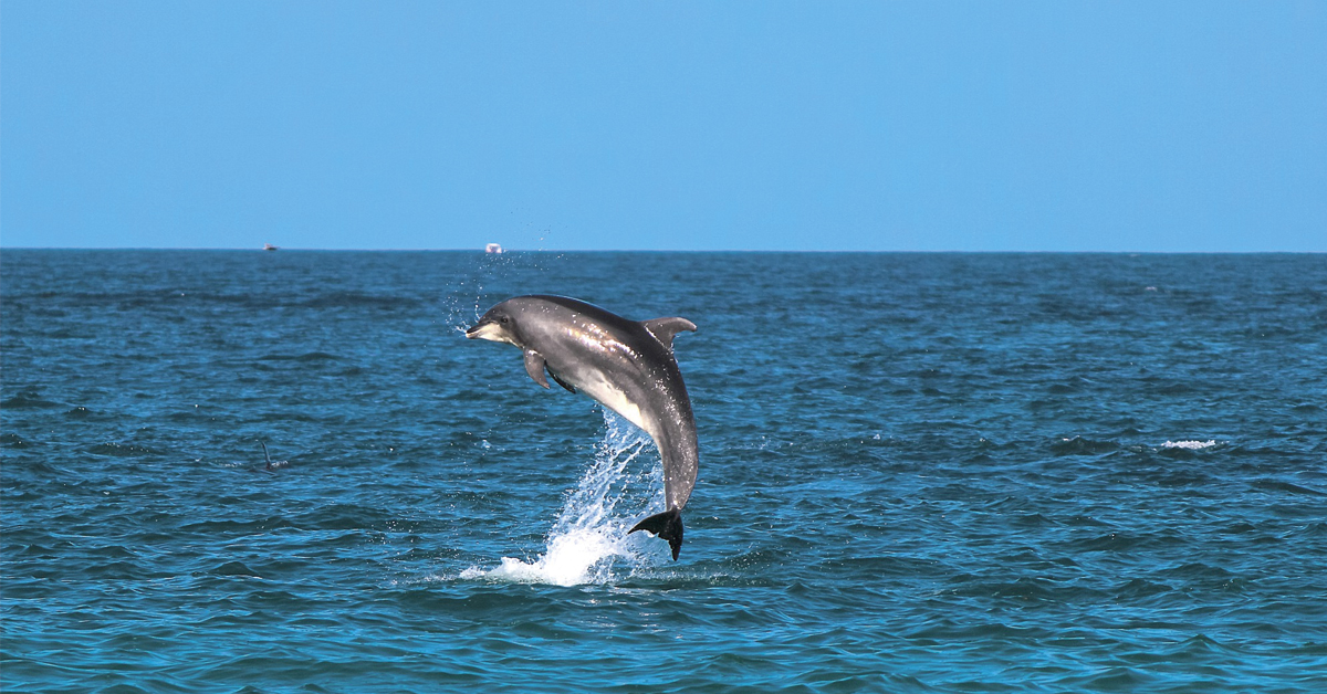 delfin en aguas de ibiza