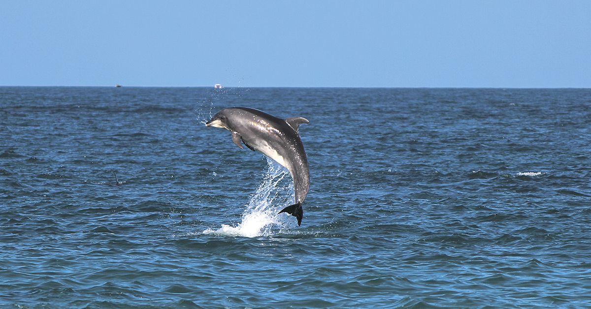 dolphins in ibiza