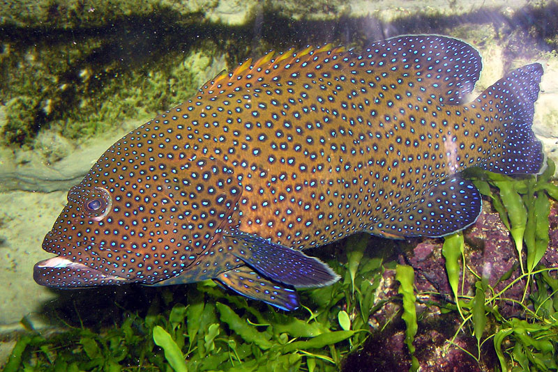 fish in ibiza: grouper