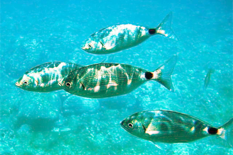 Peces en Ibiza, para amantes del buceo y la pesca en la isla