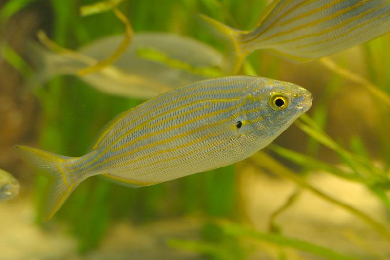especies peces ibiza salpa