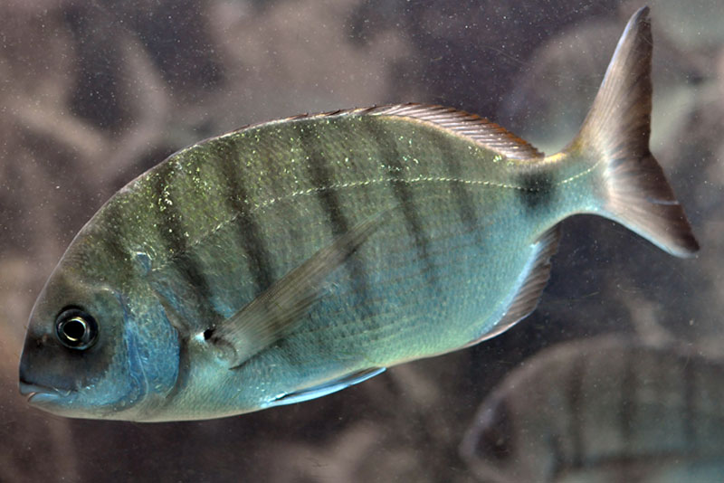 fish in ibiza: sargo