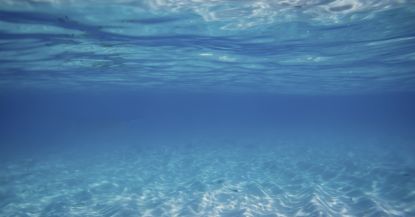 La vida marina de Ibiza: ¿qué se oculta bajo el agua?
